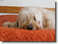 . . . . p�em��l�m. . . .