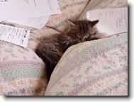 U��c� se Mourina