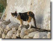 Potuln� ko�ka v Chorvatsku