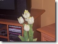 na�e tulip�ny