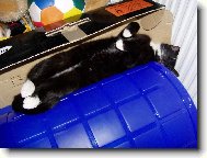 Kdy� n�m um�e ko�ka......