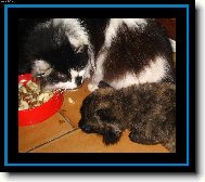 Kolikr�t jsem ti ��kala, �e tuhou stravu je�t� nesm�!