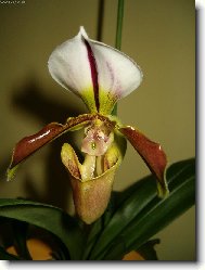 HPIM1969/orchidej