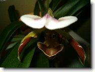 HPIM1973/orchidej