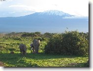 Pod Kilimanžárem