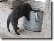 ko�ka s velkou plechovou hlavou