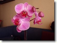 Moje první orchidej