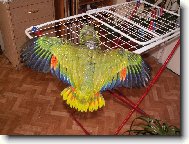 Amazo�an oran�ovok��dl�