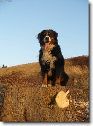 p�i z�padu slun��ka