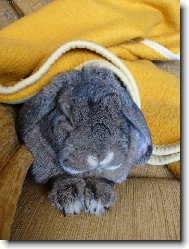 Odpoledn� kr�li�� siesta