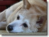 Sladk� odpo�inek