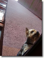 Mal� pes pod velk�m domem