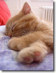 Le��c�, sp�c�