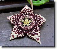 Kv�t,kter�,ale nevon�!?