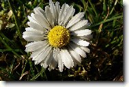 Kr�ska sedmikr�ska