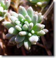 Skalni�kov� makro sv�t...