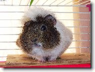 ..fote�ka pouh�...pro rodinu...