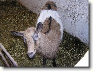 Kuk jmenuji se L�za