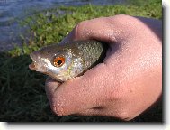 fakt ryb��i...p��n� pln�m!