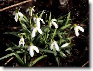 Sklon�n� hlavi�ky