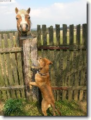 Ahoj..? Vypad� skoro stejn�, ale pro� si tak velikej?