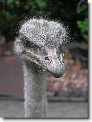 ...no nen� to p�tros?