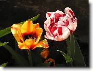 mamininy tulipny