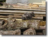 Mike� Micka a Sydney