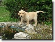 Mazl�k u jez�rka