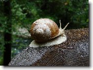 �ne�, �ne�ku vystr� r��ky...