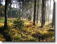 Podzimn rno v lese