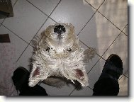 Co se děje,veký šéfe???