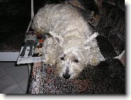 Psí ministerstvo zakazuje čtení!!!