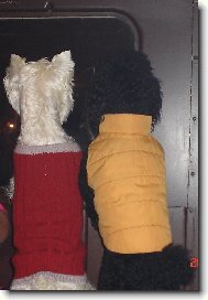 Hele, taky vidíš venku tu kočku?