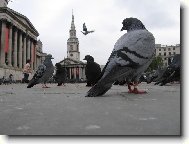 Londnt holubi na Trafi