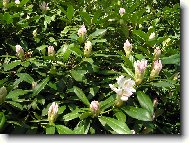 Rododendron - samé popě