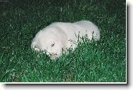 Po dolování dobrot to potřebuje odpočinek . . .