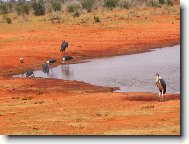 ��pi marabu u napajedla