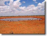 marabuov� u napajedla