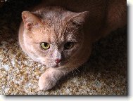 schovanej pod stolem