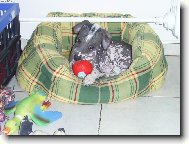 No nen� k se�r�n�