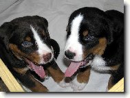 J� ho m�m del��