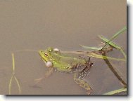 �abka na n�mluv�ch