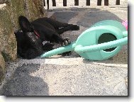 Unaven� zahradn�k