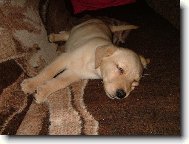 Sladké sny štěněte