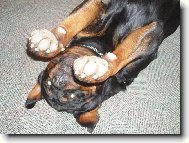 Paci, paci, paci�ky....