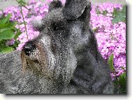 Daisynka je zkr�tka modelka