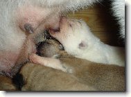 Krmení dravé zvěře