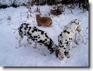 �ich�n� ve sn�hu