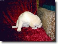 čuchám,čuchám člověčinu...